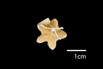 Media type: image; Invertebrate Zoology AST-3239   Aspect: dorsal